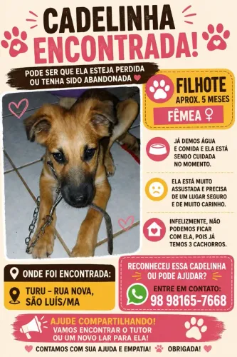 Doação cachorro filhote