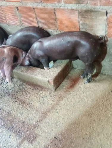 Leitões Belga com Hampshire