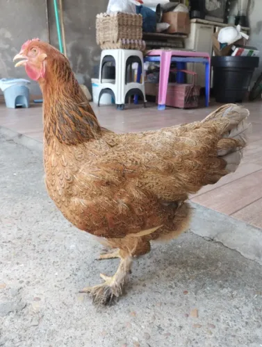 Galinha Brahma Perdiz