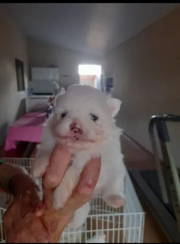 Spitz alemão conhecido como lulu da Pomerânia 