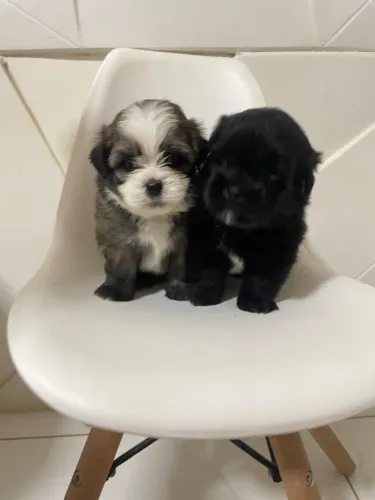 Poodle com shitszu