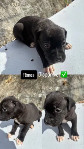 Filhotes de Pitbull puro