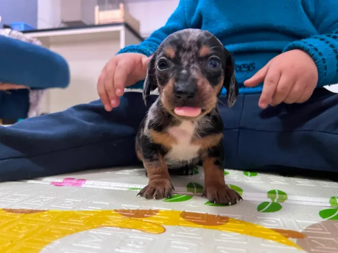 Mini linguicinha