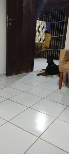 Dobermann - Reserva De Filhotes