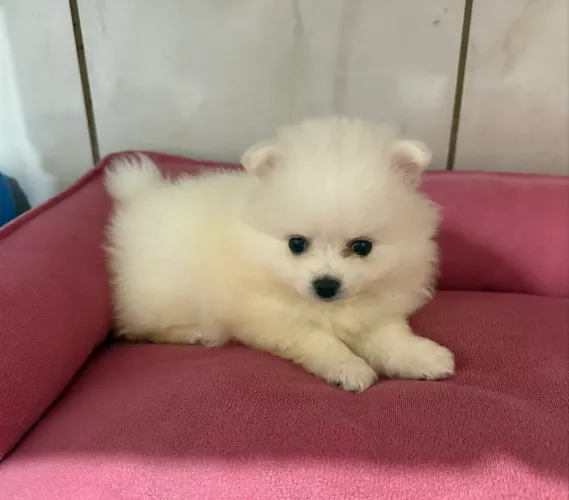 Spitz alemão