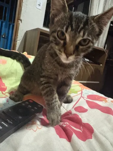Doação de gatinho