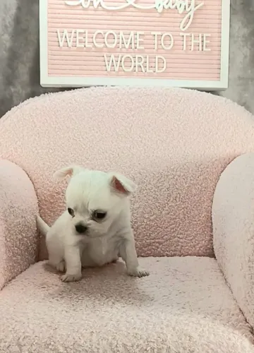 Chihuahua,Chihuahua Filhote Muito Amoroso e Dócil