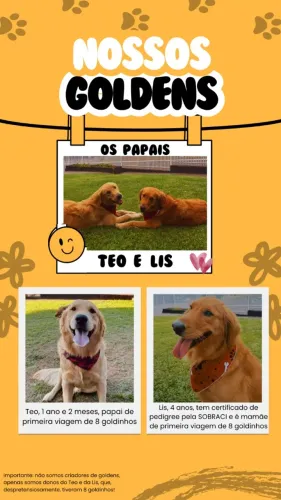 Filhote Golden Retriever