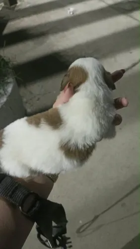 Vendo Shih tzu