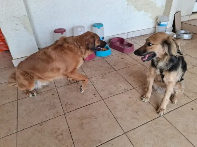 Doação de pets