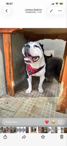 Americam bully 