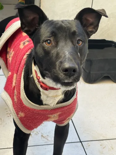 Cão adoção