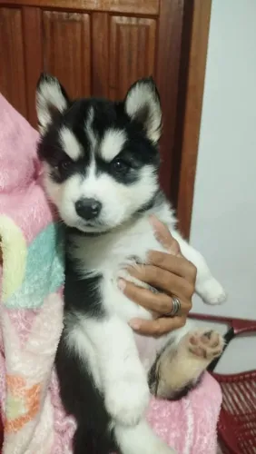 Husky siberiano disponíveis