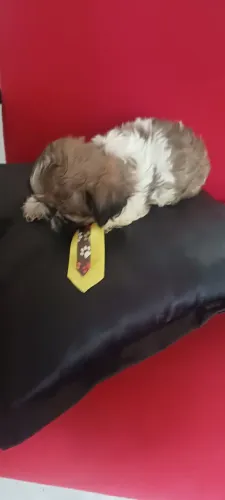 Shih tzu machinhos 