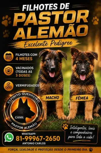 Vendo Filhotes de Pastor Alemão com Pedigree! Vacinados e vermifugados, Lindos!