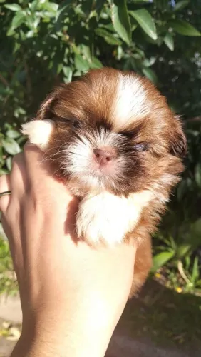 Shih tzu Macho 