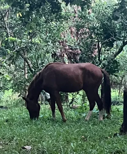 vende-se cavalo manso