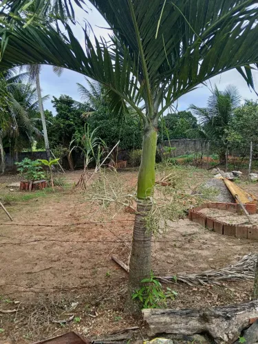 Jardinagem