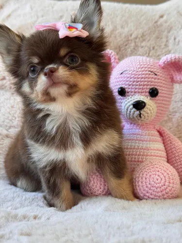 Chihuahua- Uma Bela Moça Disponível