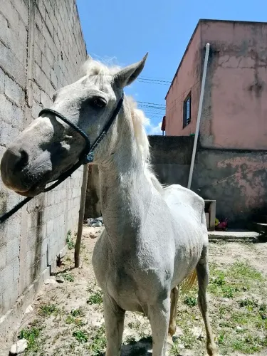 Vendo cavalo de marcha batida,chama aí pra nós negociar