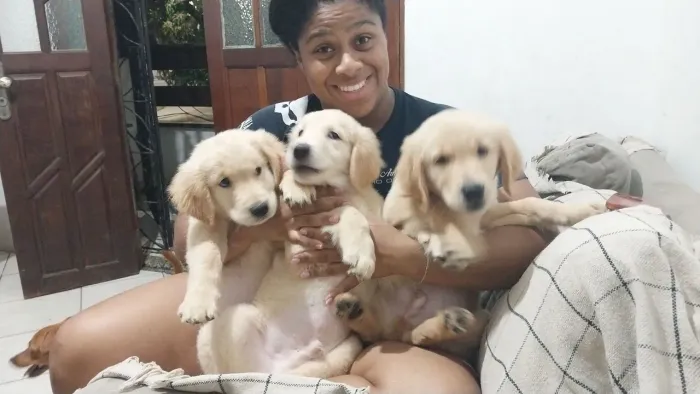 Vendo filhotes de Golden Retriever