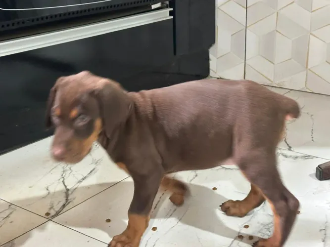 Doberman vacinados