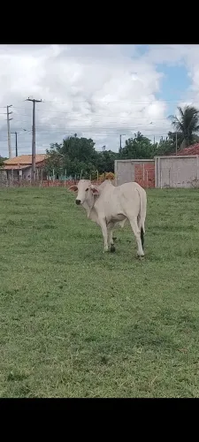 Garrote