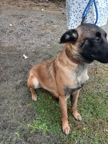 Cachorro fêmea pastora maguinoli *