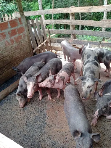 Produtos caseiro artesanais, diretamente da roça pra sua mesa ?