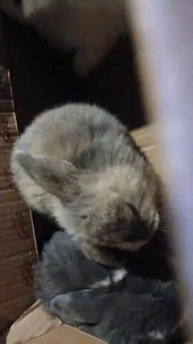 Mini lop puros