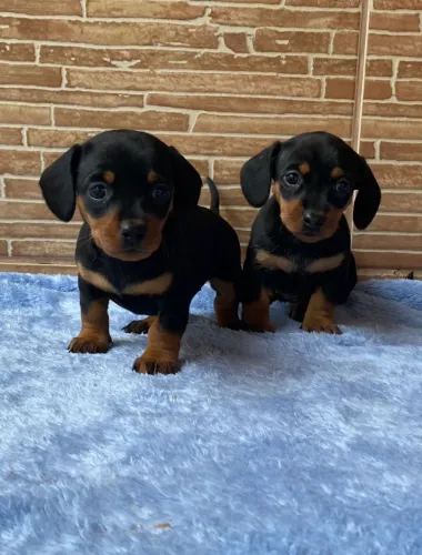 Teckel Kaninchen - preto e canela 