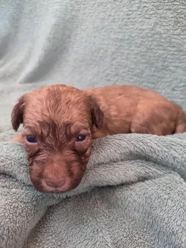Cachorro poodle 