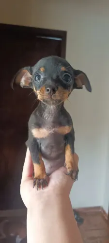 Pinscher fêmea