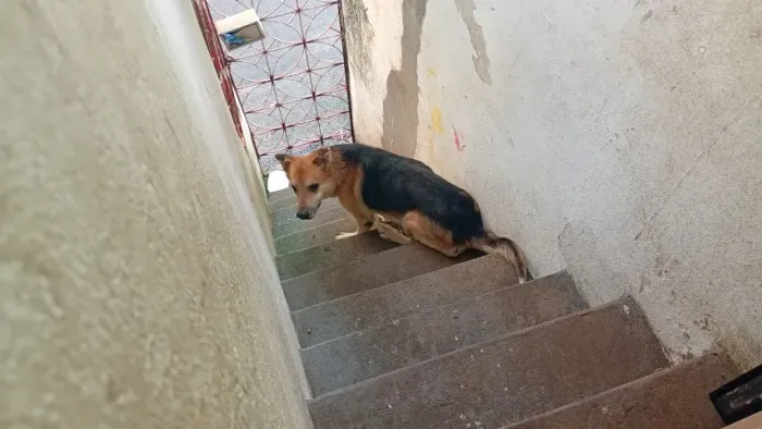 Doa-se Cachorro Pastor Alemão