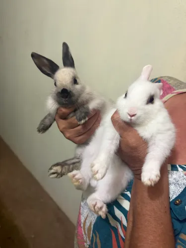 Mini coelhos 
