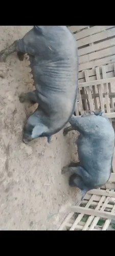 Porcos adulto da raça bae e piau