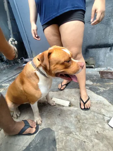 FILHOTES APBT- AMERICAN PITBUL TERRIER