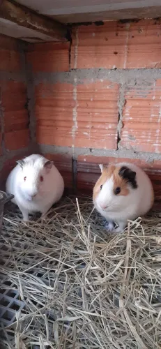 Casal de porquinho da Índia 