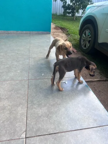 Doação de filhotes abandonados