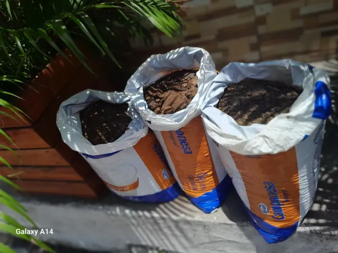 Estrume bovino curtido para plantas