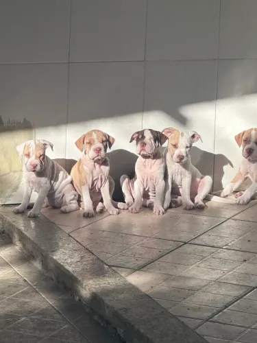 American Bully