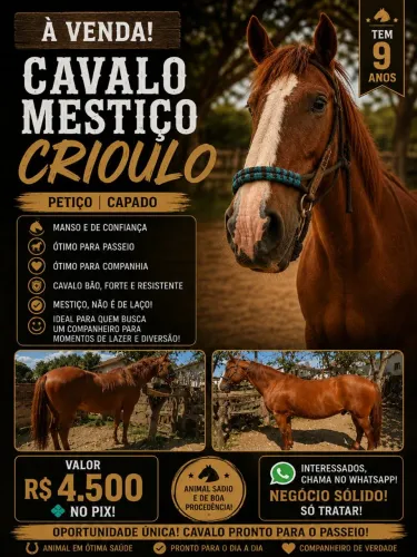 Petiço mestiço crioulo