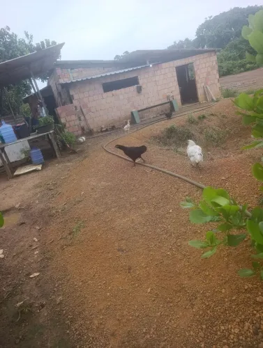 Galinha caipira