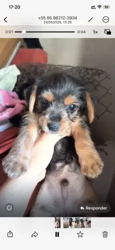 Cachorro yorkshire 
