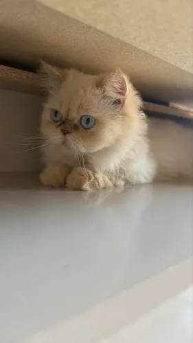 Gata Persa pura