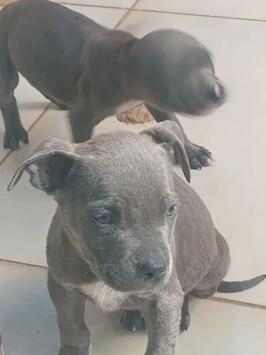 Filhotes de pit Bull 