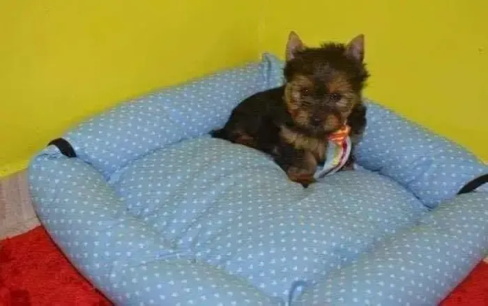Yorkshire Poucos peludinhos!