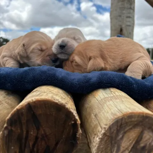 Golden retriever - com pedigree 