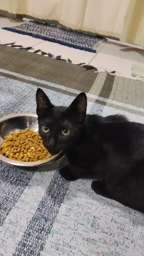 Gato preto