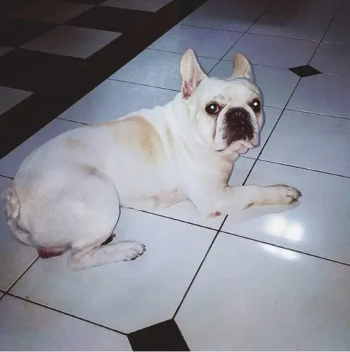 Macho disponível pata cruza...com pedigree CBKC. MONTA SEM PRECISAR  DE INSEMINAÇÃO..